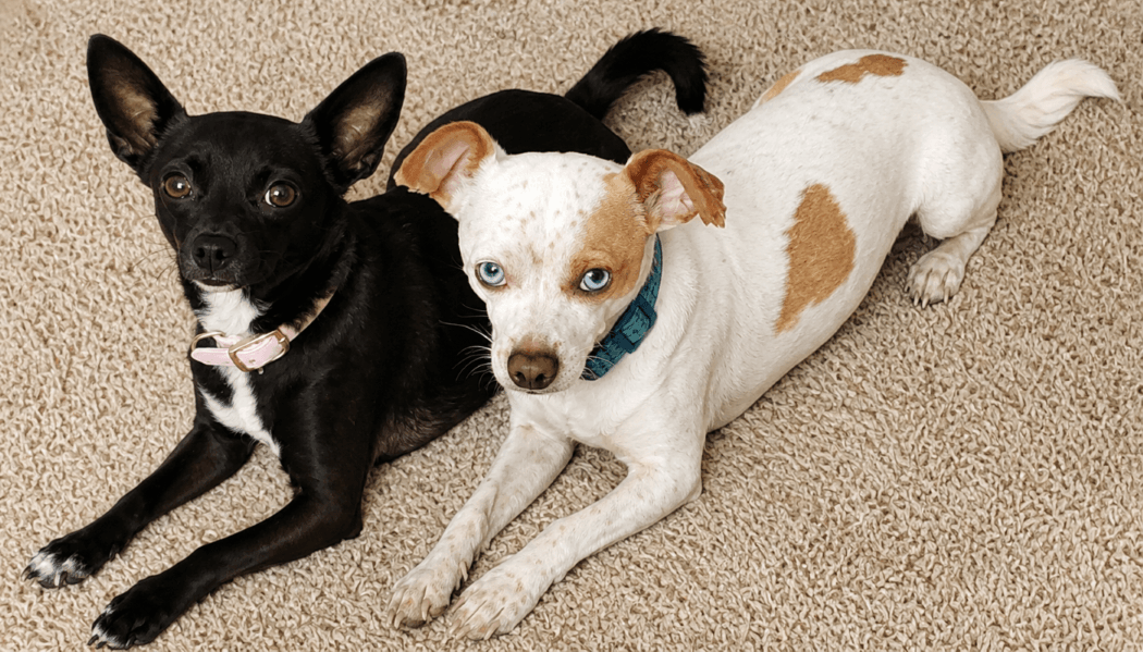 Chandra and Skipper posing together
